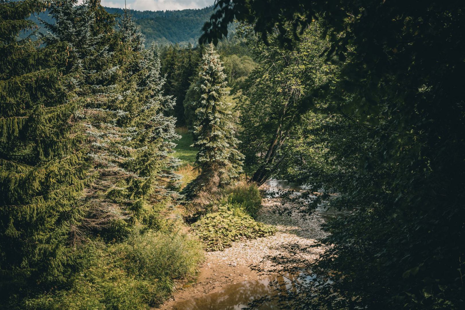 Kostenloses Stock Foto zu august, bach, baum