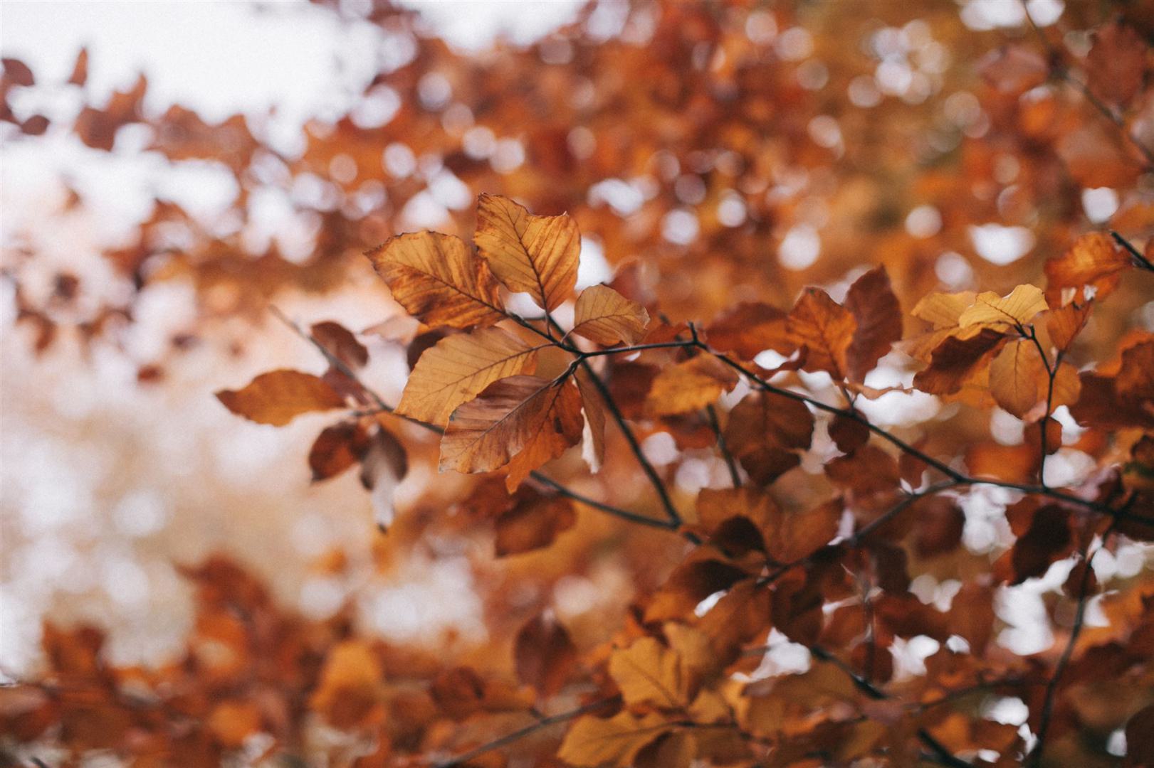 Brown Leafed Tree Selective Focus Fotografie