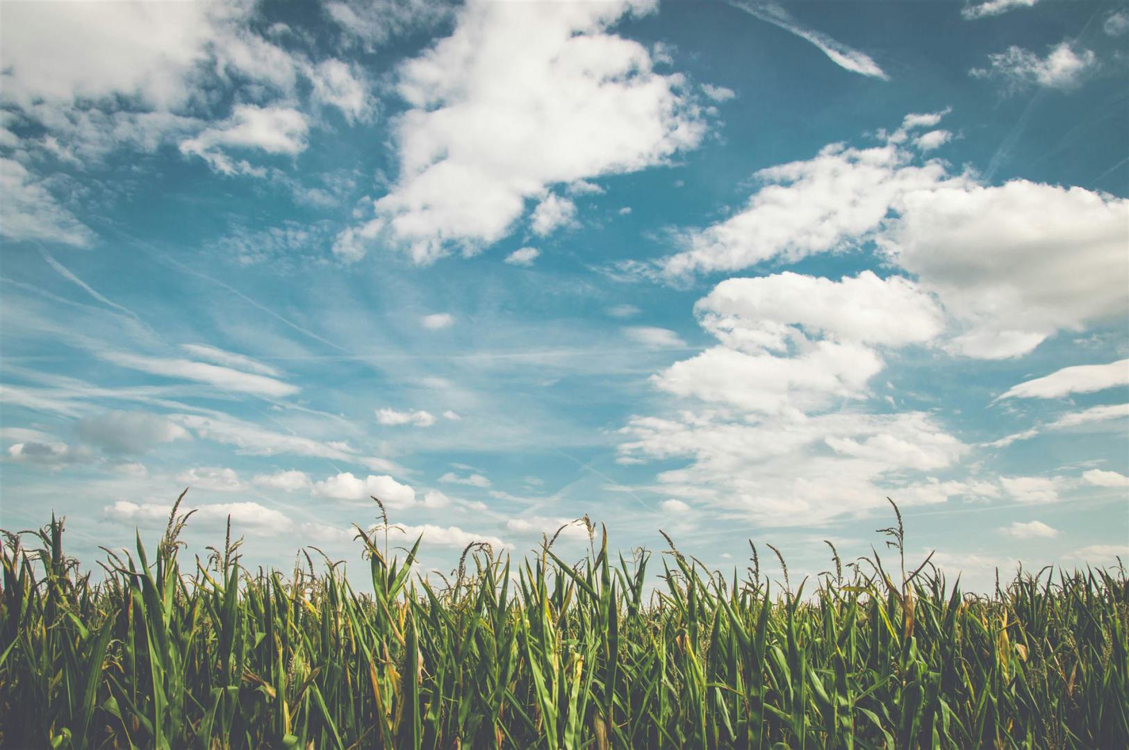 Maisfelder Unter Weißen Wolken Mit Blauem Himmel Während Des Tages
