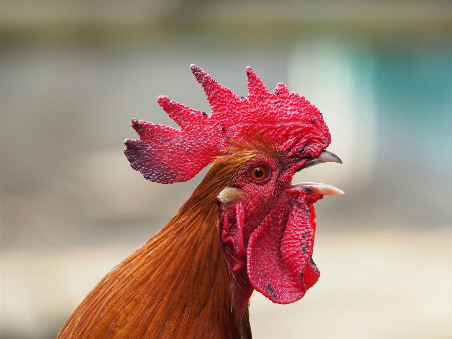 Selektive Fotografie Von Rooster